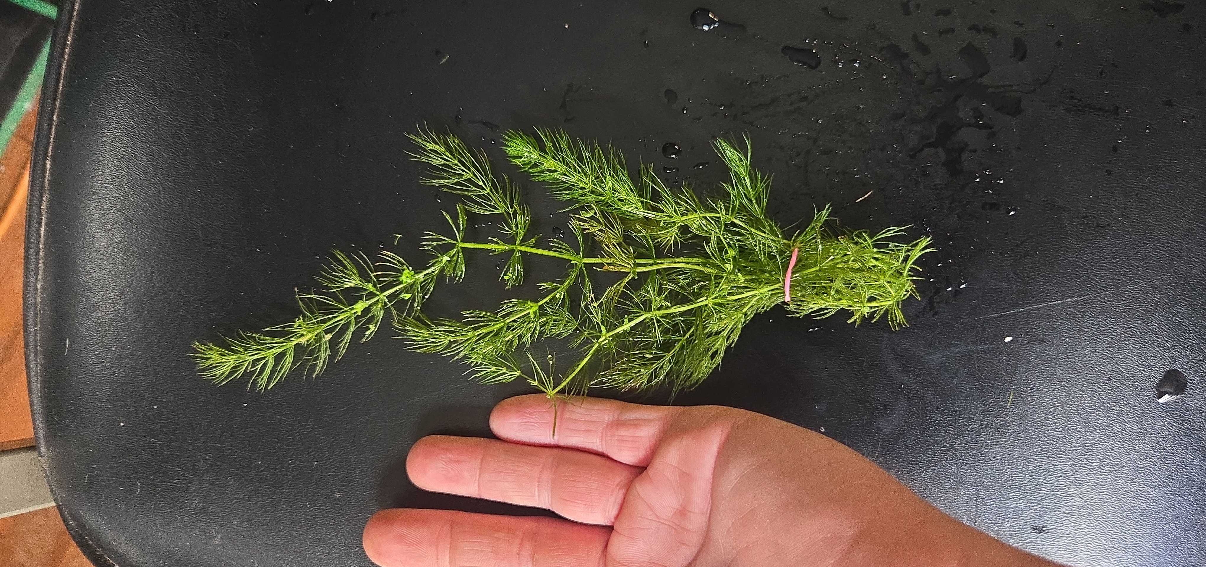Hornwort 2