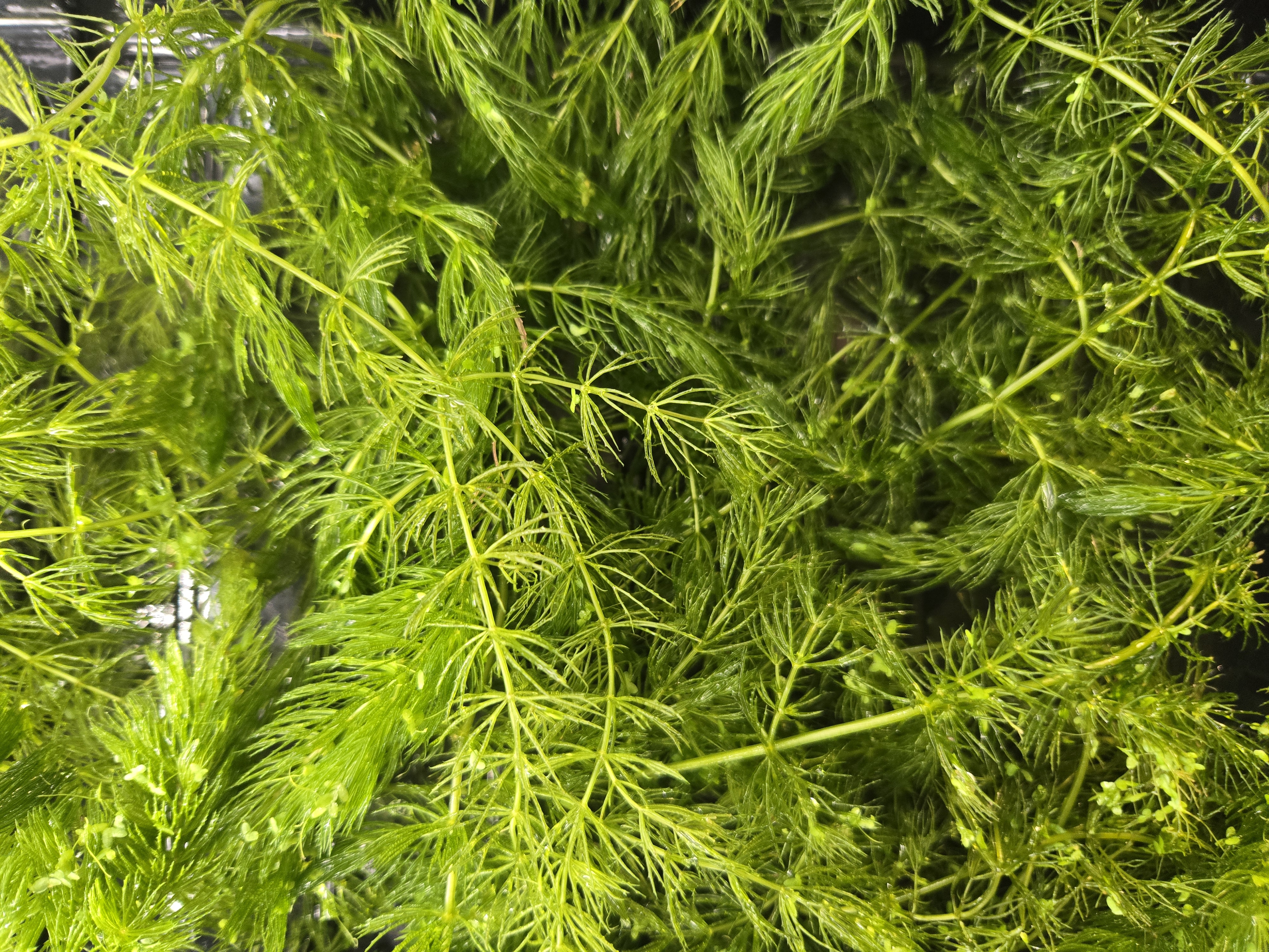 Hornwort
