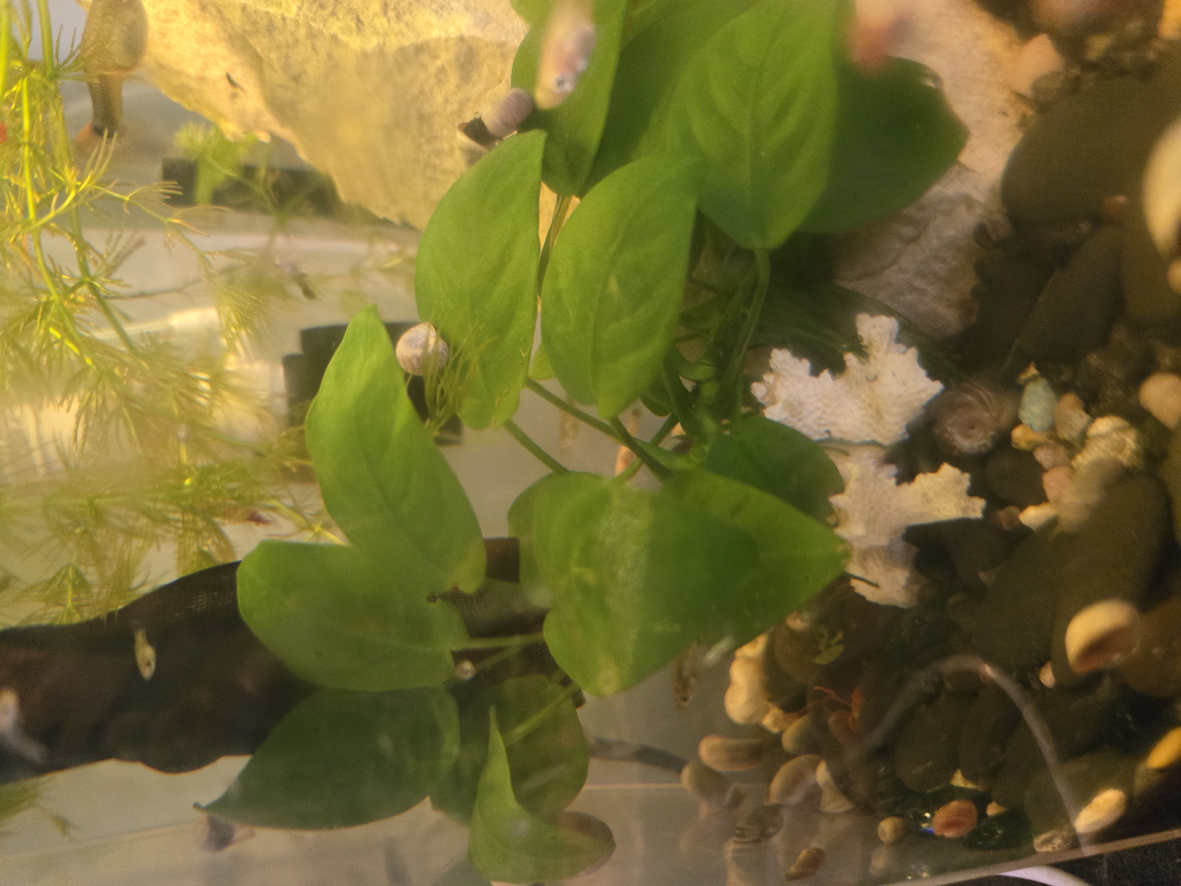 Anubias Nana